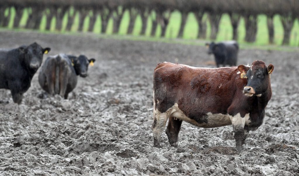 before geosynthetics for equestrian surfaces